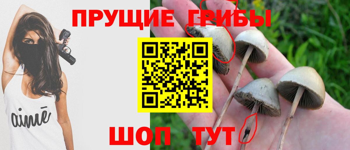 купить  сайты  Псилоцибиновые грибы ЛСД  Вход с VPN  Буйнакск 